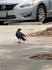Corvus brachyrhynchos