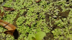 Ricciaceae