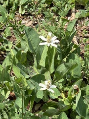 Anemopsis californica