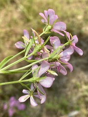 Sabatia brachiata