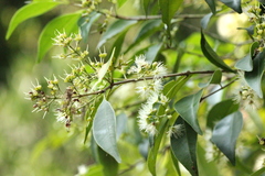 Syzygium levinei