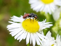 Holcopasites calliopsidis