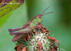 Pseudochorthippus parallelus