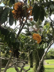 Saraca