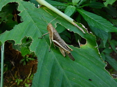 Abracris flavolineata