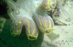 Clavelina meridionalis