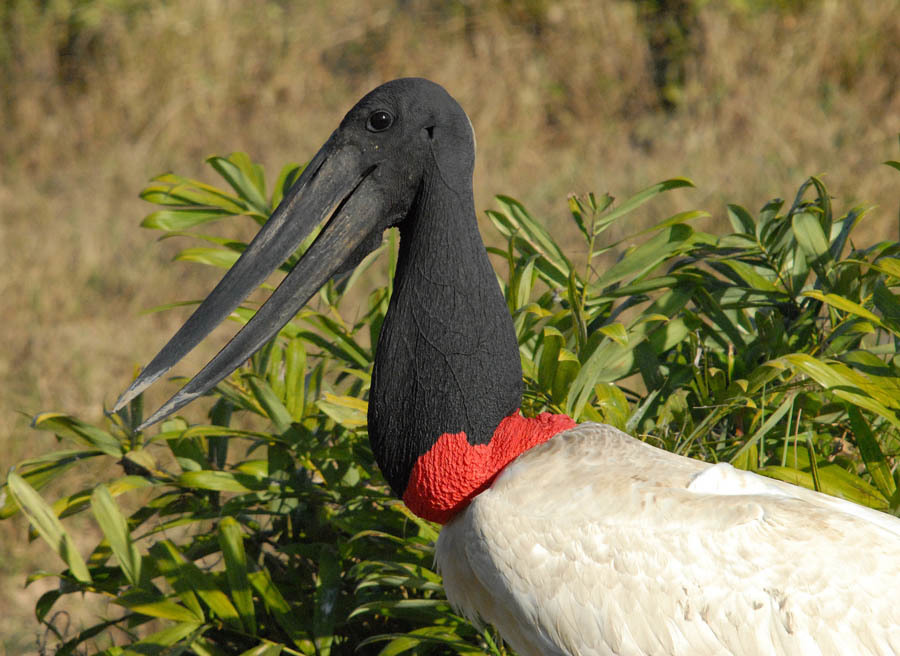 American Jabirus