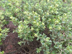 Baccharis macraei