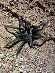 Aphonopelma peloncillo