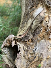 Eutropis longicaudata