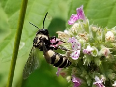 Triepeolus remigatus