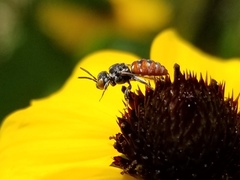 Holcopasites calliopsidis