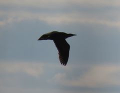 Botaurus lentiginosus