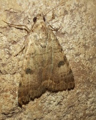 Micrathetis triplex