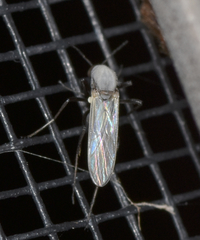 Nilobezzia schwarzii