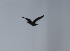 Botaurus lentiginosus