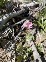 Sidalcea oregana hydrophila