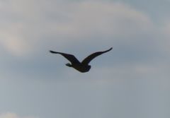 Botaurus lentiginosus