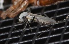 Nilobezzia schwarzii