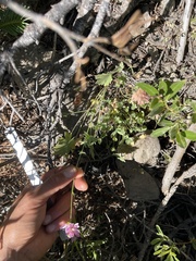 Sidalcea oregana hydrophila