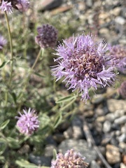 Monardella odoratissima glauca