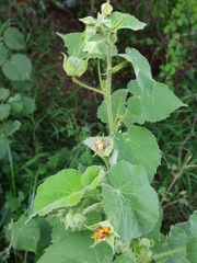 Abutilon indicum