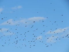 Xanthocephalus xanthocephalus