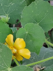 Abutilon indicum