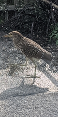 Nycticorax