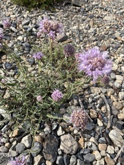 Monardella odoratissima glauca