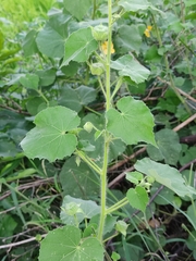 Abutilon indicum