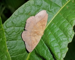 Prochoerodes olivata