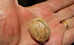 Tenodera superstitiosa