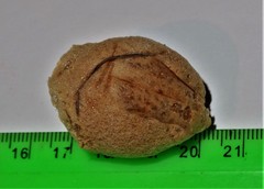 Tenodera superstitiosa