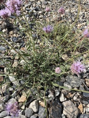 Monardella odoratissima glauca