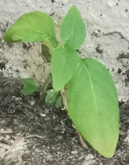 Pseuderanthemum carruthersii