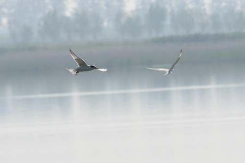 Whiskered Tern
