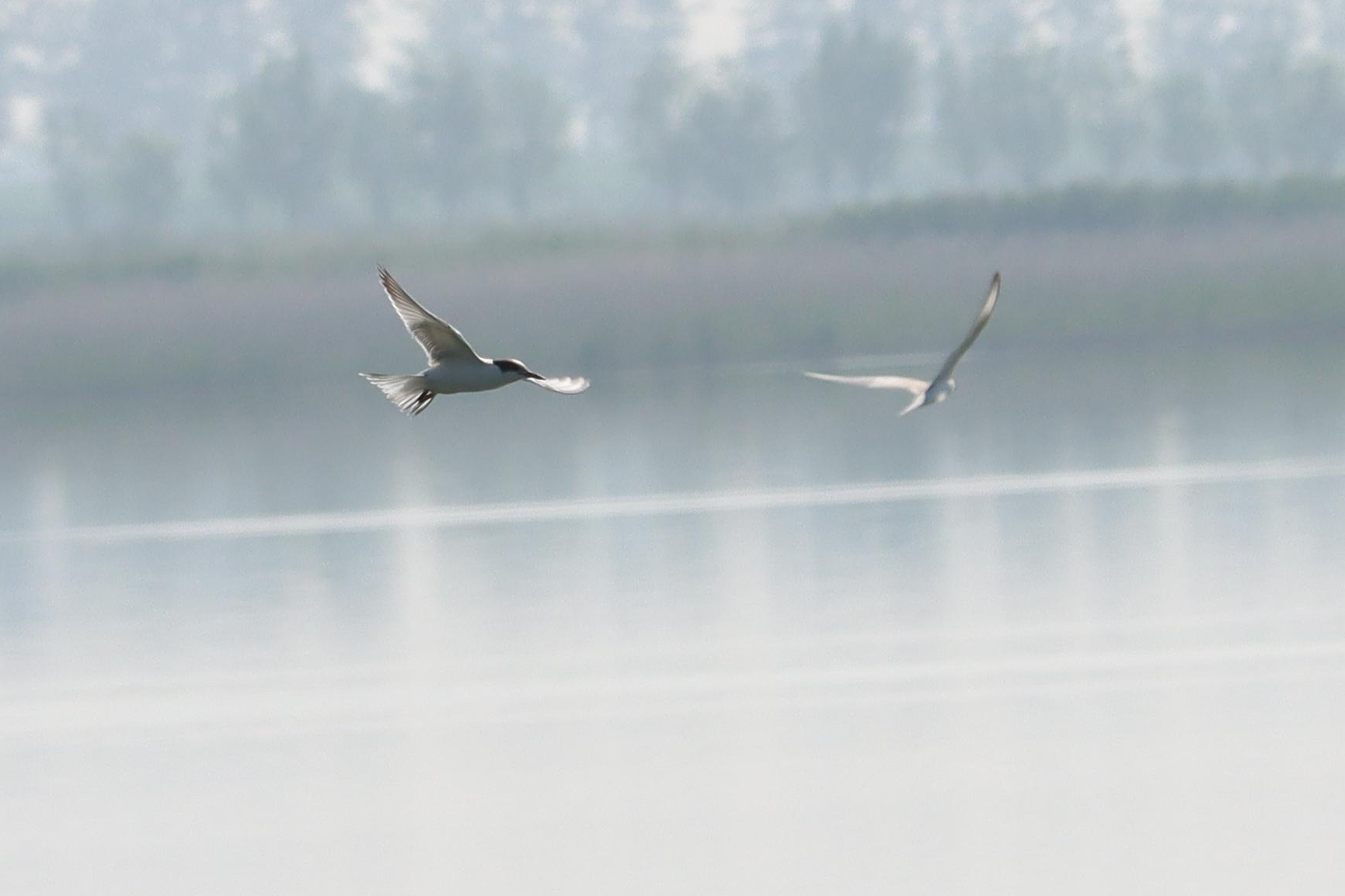 Whiskered Tern