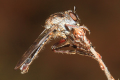 Nicocles