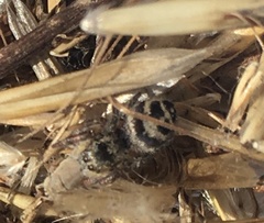 Pellenes tripunctatus