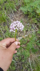 Valeriana alternifolia