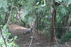 Boselaphus tragocamelus