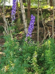 Aconitum napellus