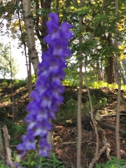 Aconitum napellus