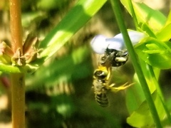Calliopsis andreniformis