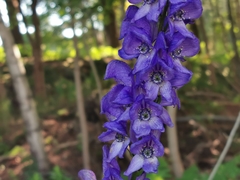 Aconitum napellus