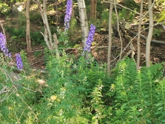 Aconitum napellus