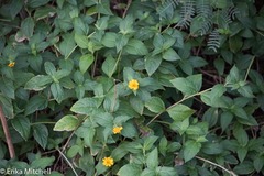 Wedelia calycina