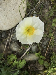 Papaver radicatum