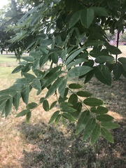 Styphnolobium